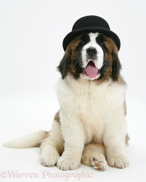 Saint Bernard puppy, Vogue, wearing a bowler hat, white background