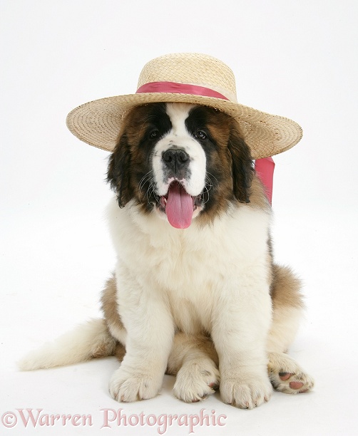 Saint Bernard puppy, Vogue, wearing a ladies straw hat, white background
