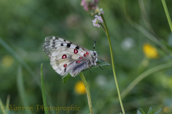 Apollo Butterfly (Parnassius apollo) at rest