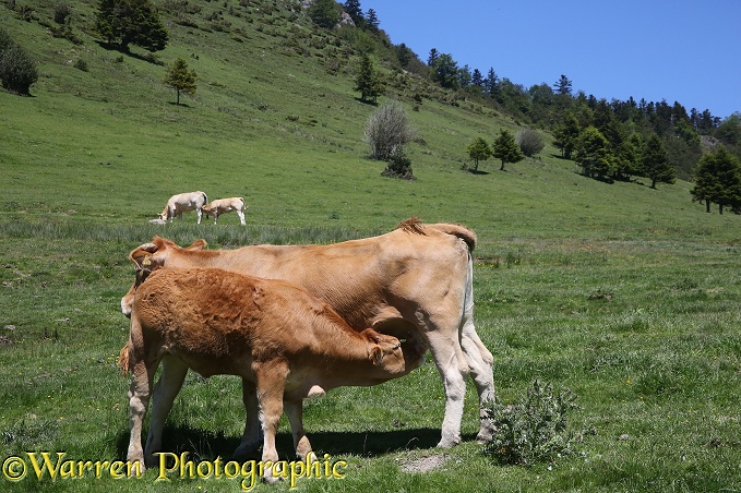 Cow suckling calf.  French Pyrenees