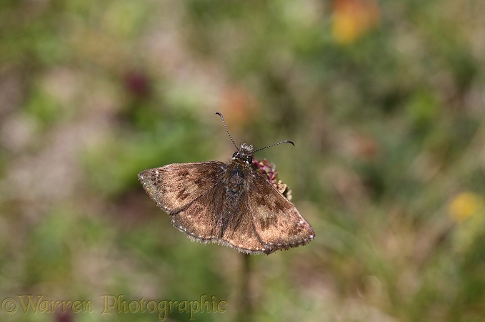 Dingy Skipper Butterfly (Erynnis tages), French Pyrenees