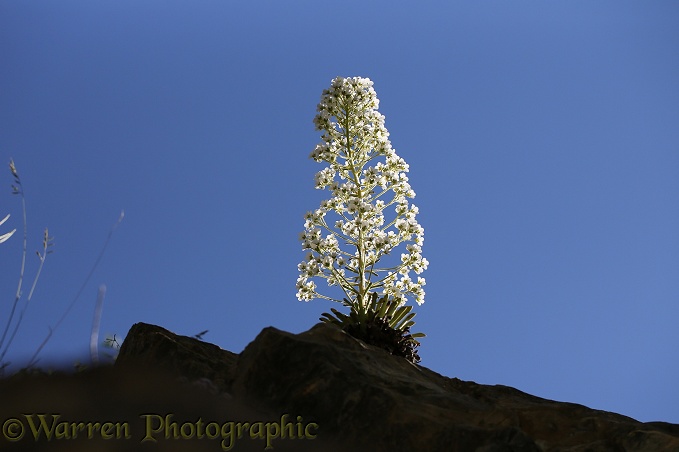 Long-leaved Saxifrage (Saxifraga longifolia), French Pyrenees