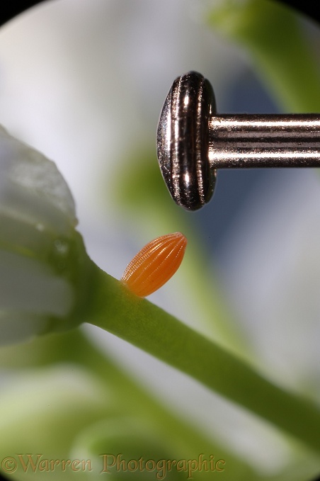 Orange-tip Butterfly (Anthocharis cardamines) egg with head of dressmakers' pin