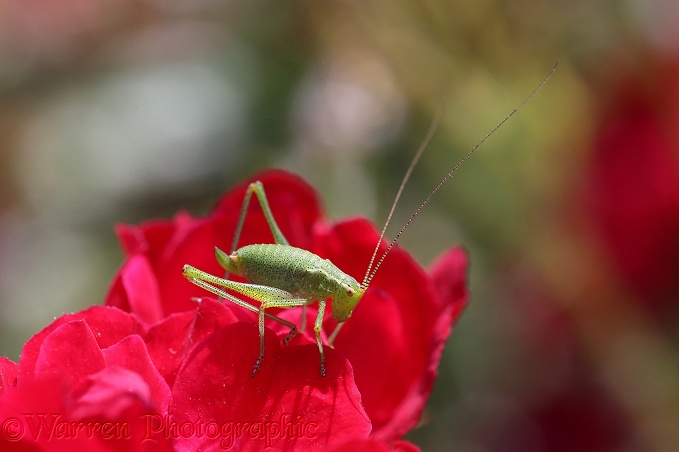 Speckled Bush Cricket (Leptophyes punctatissima) nymph on a red rose