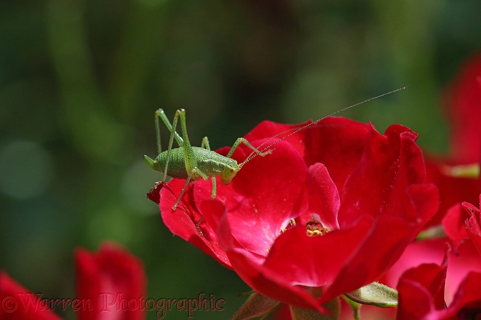 Speckled Bush Cricket (Leptophyes punctatissima) nymph on a red rose