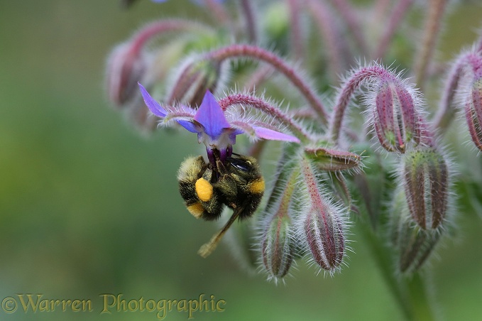 White-tailed Bumblebee (Bombus lucorum) worker with full pollen sacs visiting Borage flower