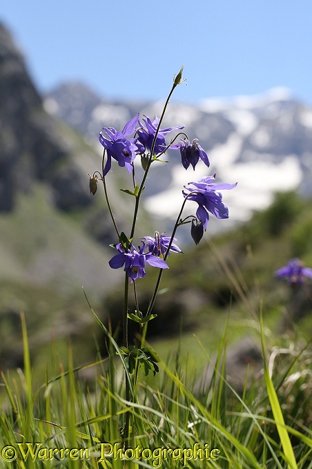 Wild Columbine (Aquilegia vulgaris), French Pyrenees