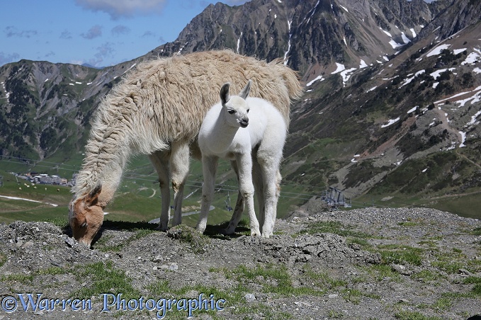 Mother and young llama.  French Pyrenees