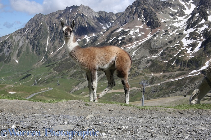 Young llama.  French Pyrenees