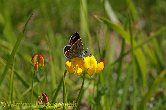 Brown Argus Butterfly (Aricia agestis) on Birdsfoot Trefoil