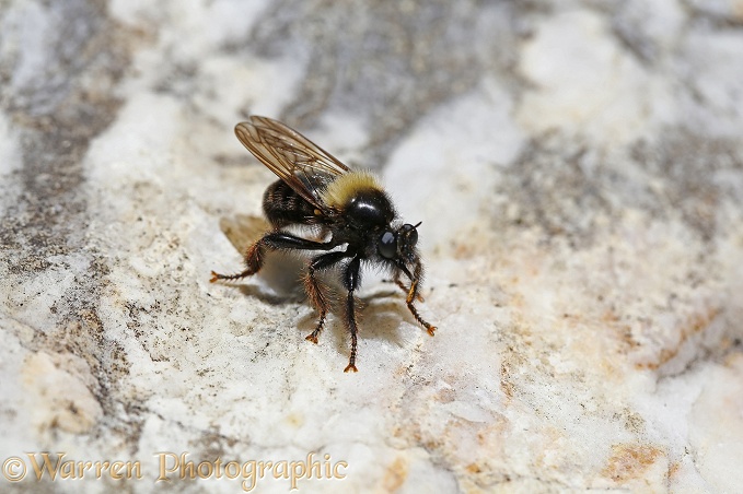 Robber Fly (Laphria species) on quartz boulder