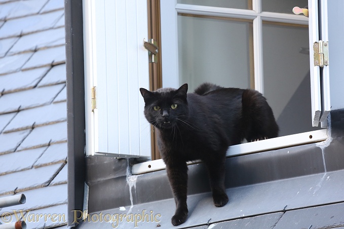 Black tom cat 'yowling' at a rival from an upstairs window, Gavarnie, France