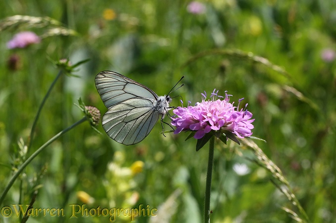 Black-veined White Butterfly (Aporia crataegi) on Field Scabious (Knautia arvensis)