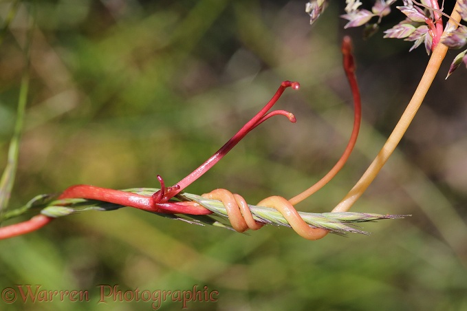 Dodder (Cuscuta species) climbing up grass stems