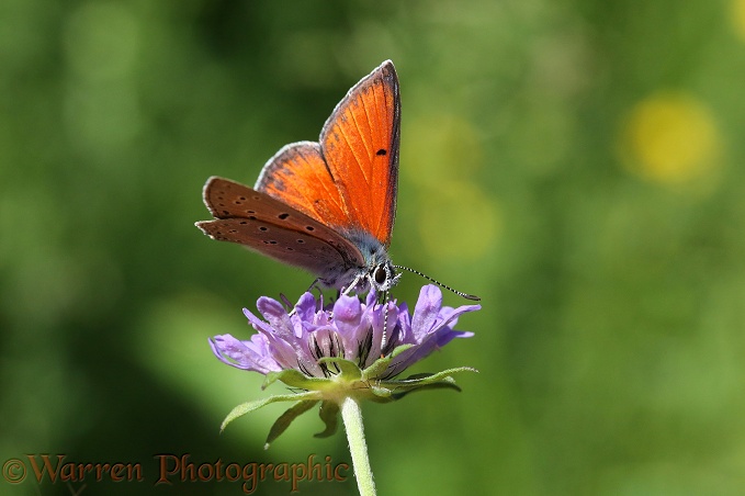 Purple-edged Copper Butterfly (Lycaena hippothoe) on Field Scabious (Knautia arvensis)