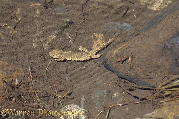 Pyrenean Salamander (Calotriton asper) at the bottom of a mountain stream