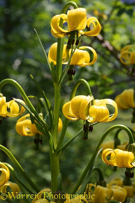 Pyrenean Lily (Lilium pyreniacum)