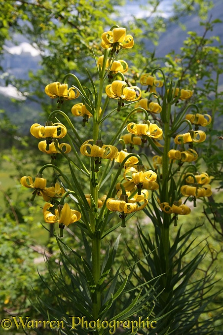 Pyrenean Lily (Lilium pyreniacum)