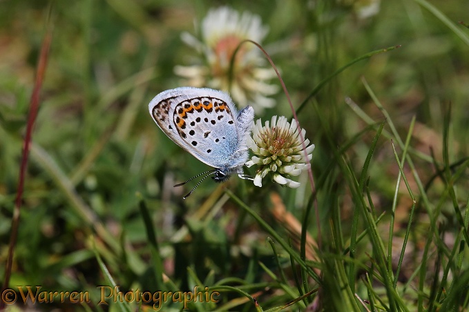 Silver-studded Blue Butterfly (Plebejus argus) on Alpine Clover (Trifoium montanum)