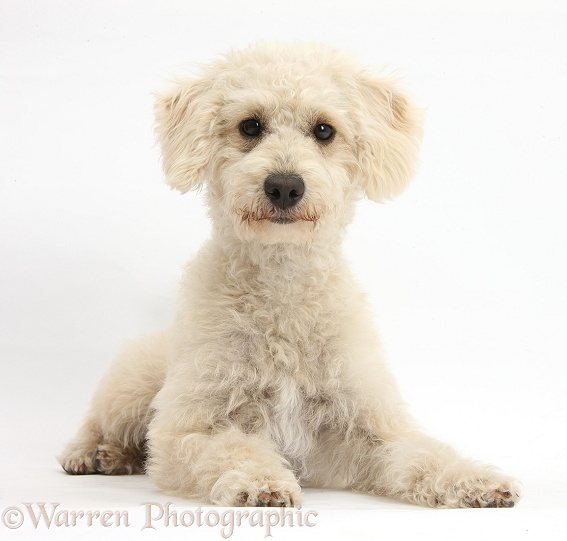 Cream Goldendoodle bitch, Lacy, 9 months old, lying with head up, white background