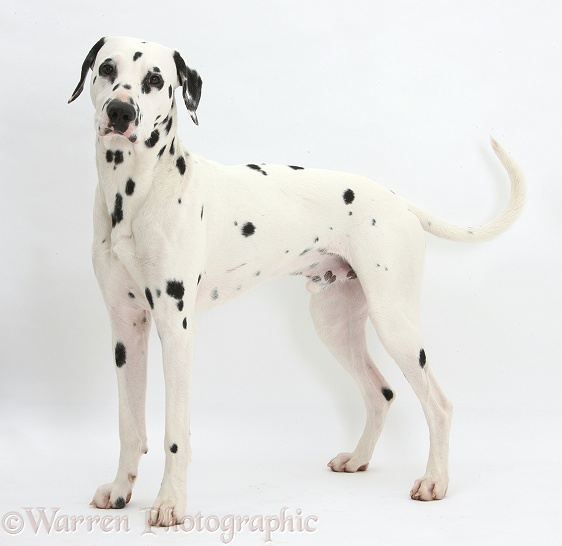 Dalmatian dog, standing, white background