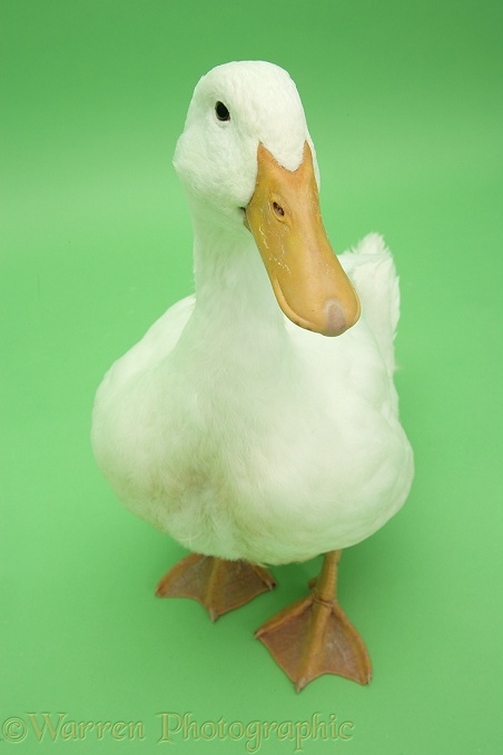 White duck on green background