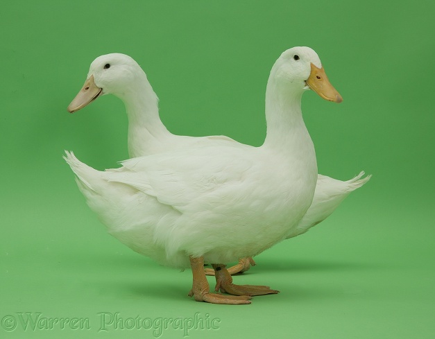 Two white ducks on green background
