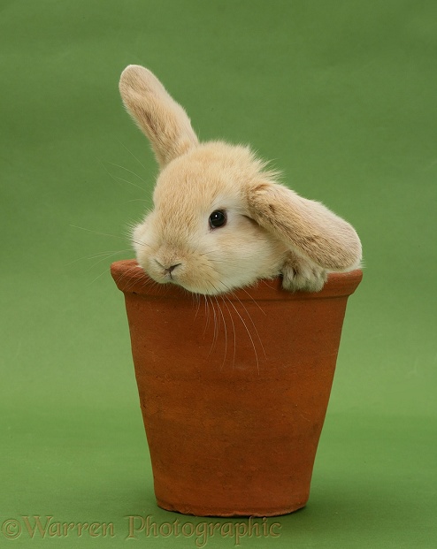Young Sandy Lop rabbit in a flowerpot on green background