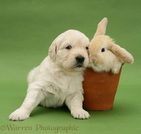 Cute Yellow Labrador Retriever puppy with young rabbit in a flowerpot on green background