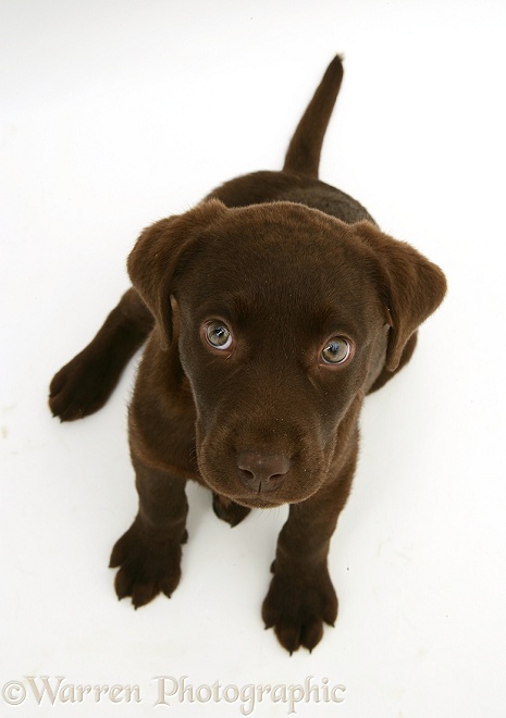 Chocolate Labrador Retriever pup, Mocha, sitting and looking up, white background