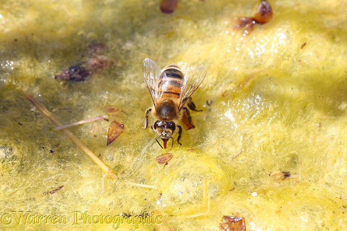 Honey Bee (Apis mellifera) worker drinking from algae-covered pond 1