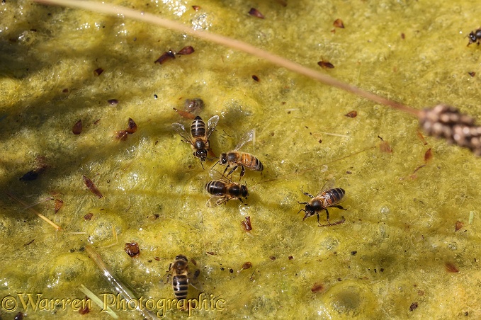 Honey Bee (Apis mellifera) workers drinking from algae-covered pond 1