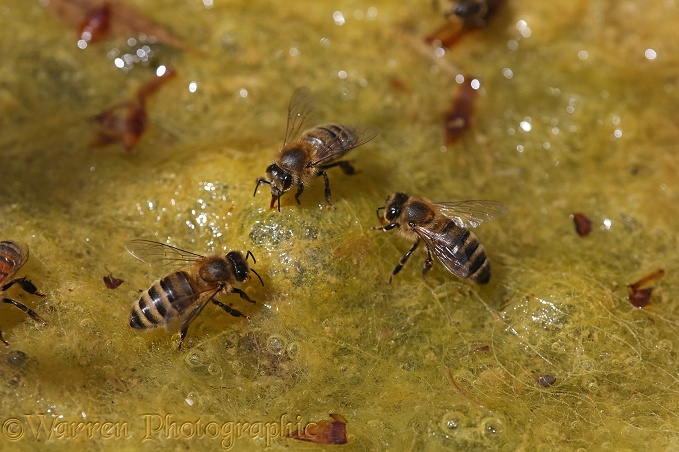 Honey Bee workers drinking from algae-covered pond 2