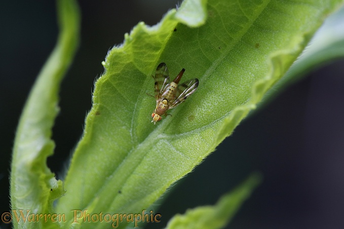 Knapweed Gall Fly (Cerajocera ceratocera) female