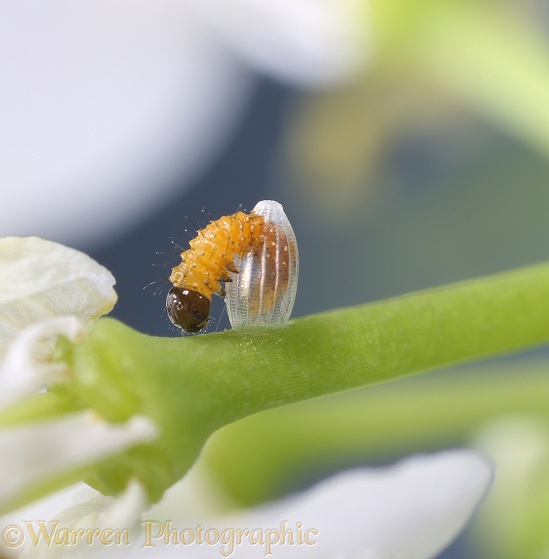 7.Orange-tip Butterfly (Anthocharis cardamines) egg showing caterpillar climbing out of egg