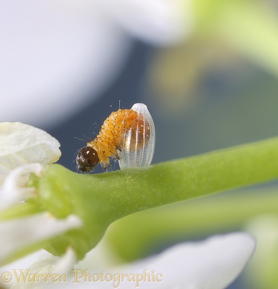 8.Orange-tip Butterfly (Anthocharis cardamines) egg showing caterpillar climbing out of egg
