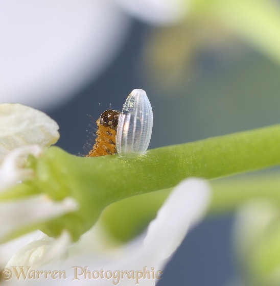 9.Orange-tip Butterfly (Anthocharis cardamines) egg showing caterpillar eating egg shell