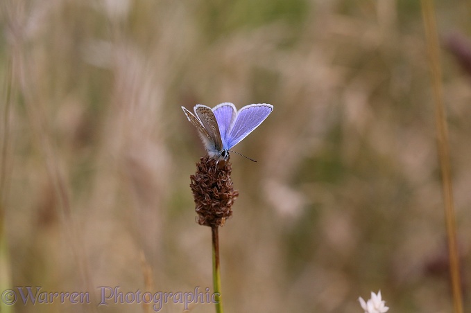 Common Blue Butterfly (Polyommatus icarus) on plantain head