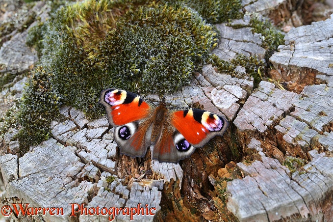 Peacock Butterfly (Inachis io) sunning on tree stump
