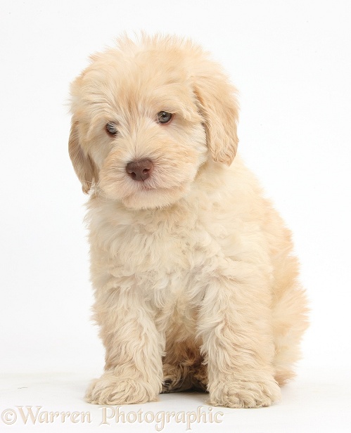 Cute Toy Goldendoodle puppy, sitting, white background