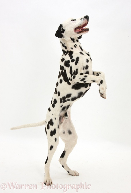 Playful Dalmatian dog, Barney, 6 years old, standing on hind legs, white background