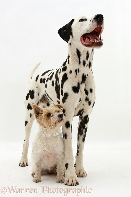 Dalmatian dog, Barney, 6 years old, with terrier bitch, Gypsy, 3 years old, white background