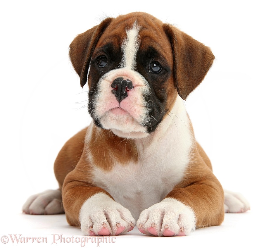 Boxer puppy, 7 weeks old, lying head up, white background