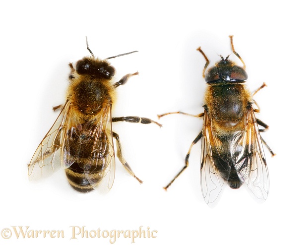 Honey Bee (Apis mellifera) worker beside Hoverfly (Eristalis tenax) to show mimicry in form and size, white background