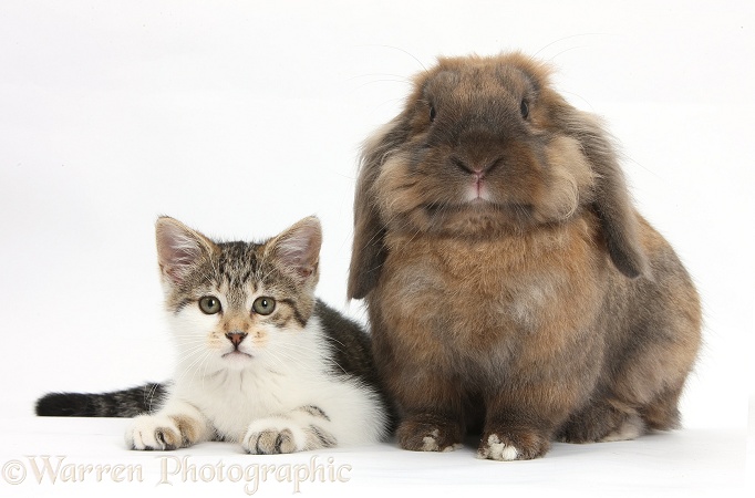 Tabby-and-white kitten with Lionhead Lop rabbit, Dibdab, white background