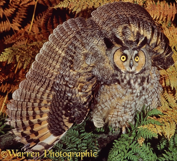 Long-eared Owl (Asio otus) in defensive display