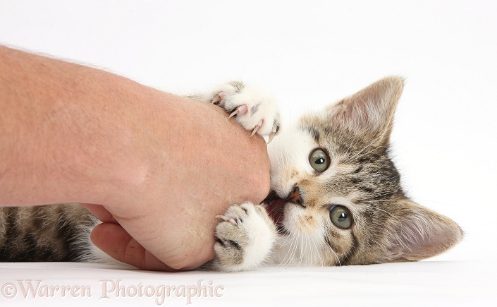 Naughty Tabby-and-white kitten playfully biting a person's hand, white background