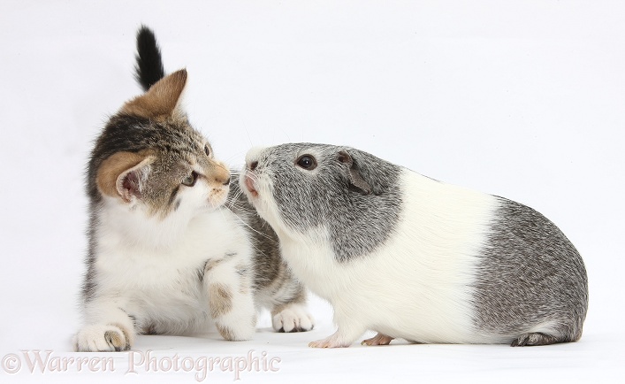 Guinea pig about to kiss Tabby-and-white kitten, white background