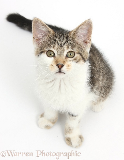 Tabby-and-white kitten sitting and looking up, white background