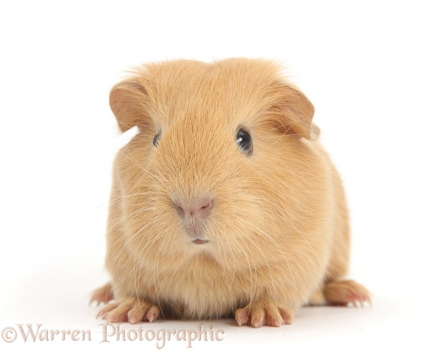 Cute baby yellow Guinea pig, white background